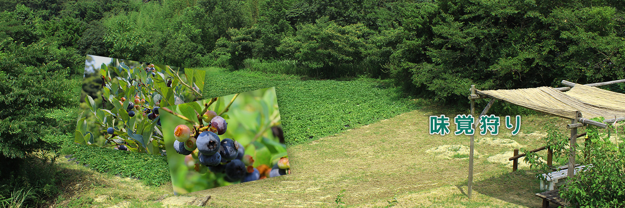 愛知県南知多グリーンバレイの味覚狩り・体験ページ